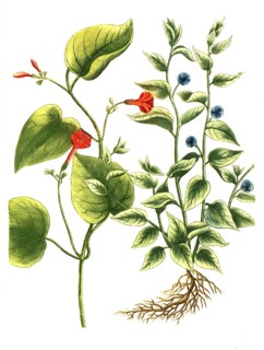 Botany