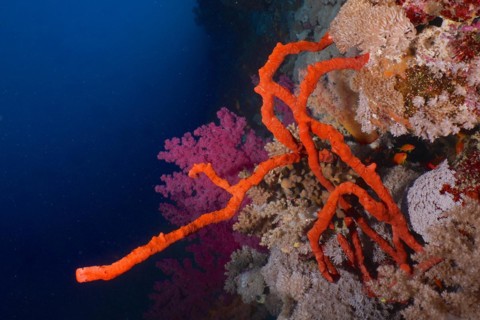 Toxic finger-sponge