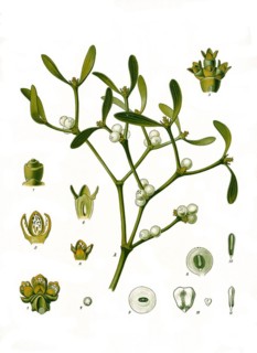 Medicinal plant