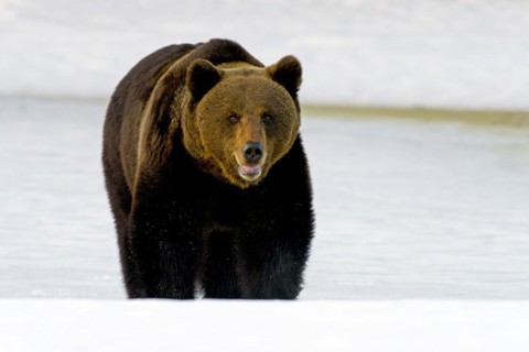 European brown bear