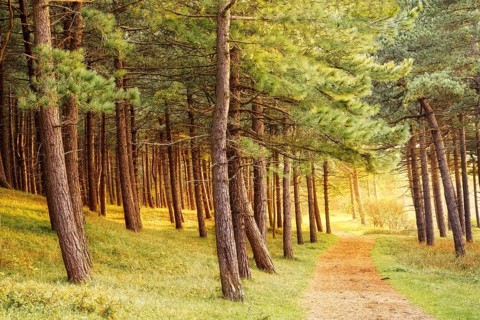 A path through a pine forest in the evening at golden hour