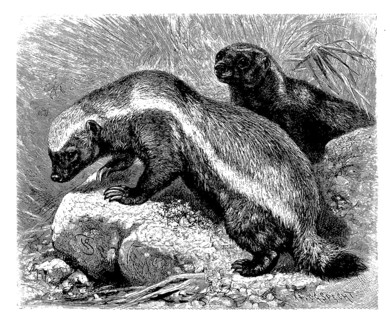 Honey badger
