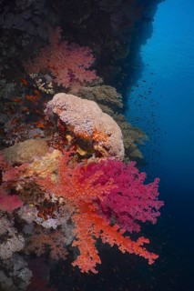 Klunzinger's klunzinger's soft coral
