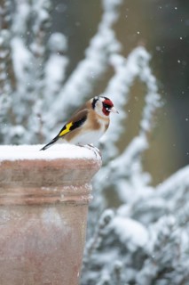 European goldfinch