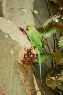 Monk parakeet