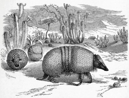 Brazilian three-banded armadillo
