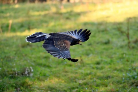 Harris's hawk