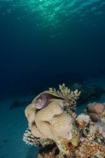 Black-sided hawkfish