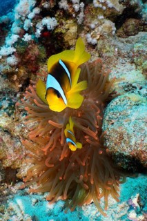 Two red sea clownfishes