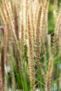 Oriental lamplighter grass