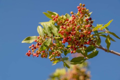 Brazilian brazilian peppertree