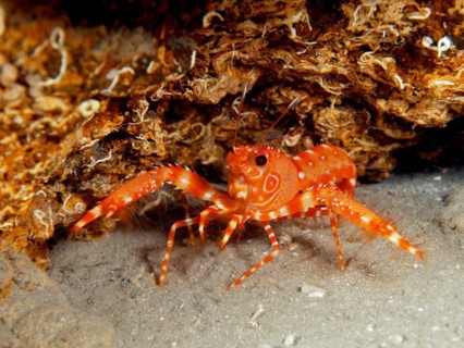 Red Atlantic Reef Lobster