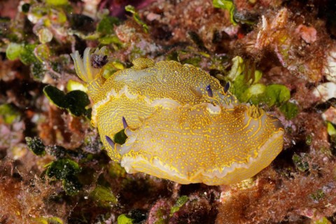 Yellow-violet star snail Star snail