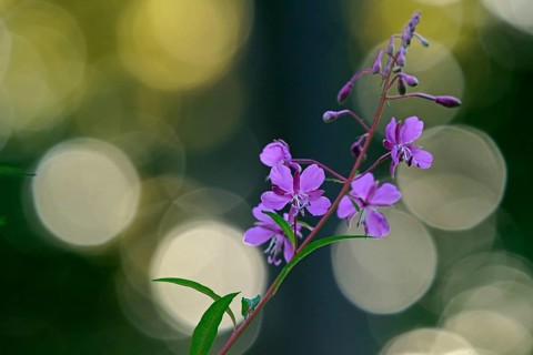 Blooming sally