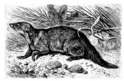 Common kusimanse
