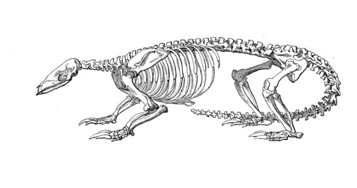 Skeleton of Chinese pangolin