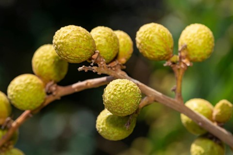 Longan