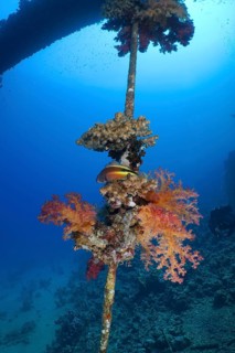 Red tree coral