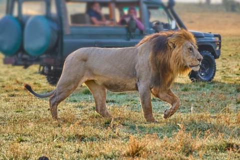 African lion