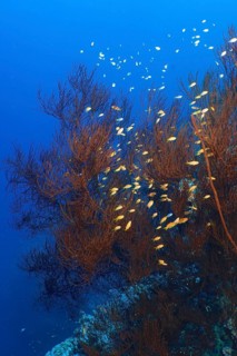 Black bushy black coral