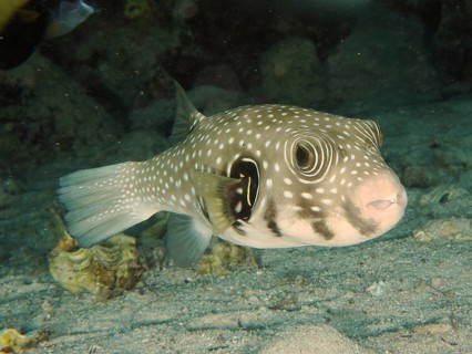 White-spotted puffer