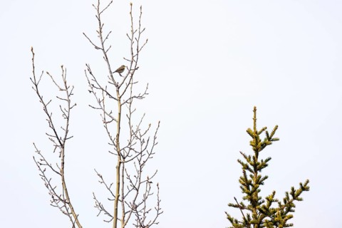 Willow Warbler