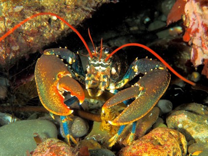 Common lobster
