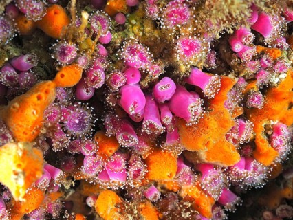 Pink jewel anemone