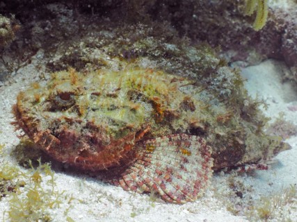 Red scorpionfish
