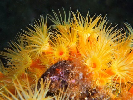 Yellow cluster anemone