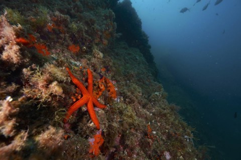 Mediterranean red sea star