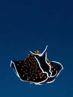 Starry sky whirl worm
