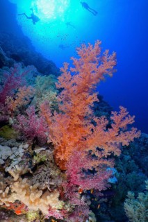 Hemprich's tree coral