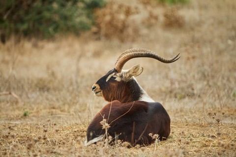 Sable antelope