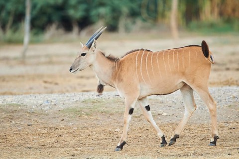 Common eland
