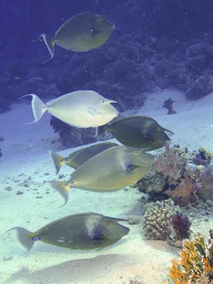 Group of bluespine unicornfish