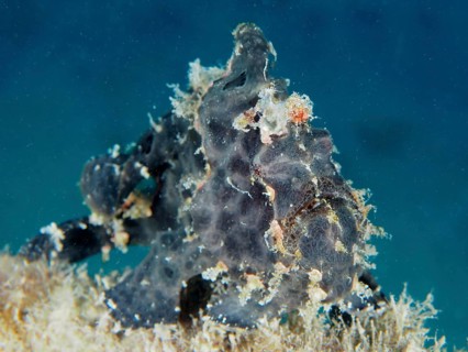 Giant frogfish