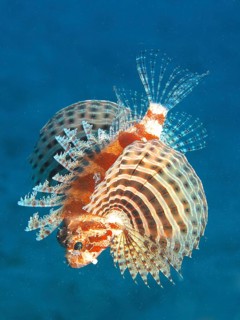 Red Sea Dwarf Lionfish
