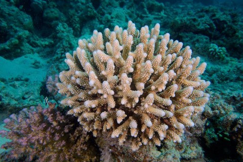 Low small polyp stony coral