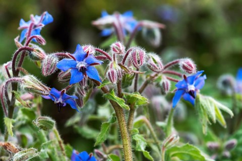 Flowering borage