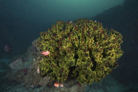 Green black sun coral
