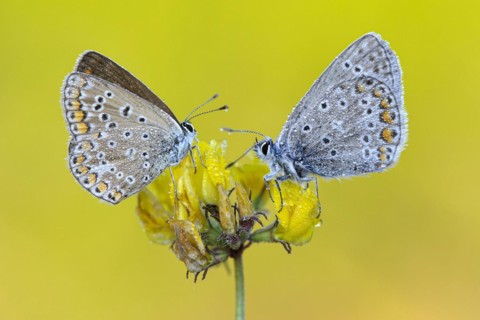 Common blue butterfly