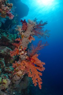 Klunzinger's klunzinger's soft coral