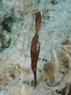 Seagrass ghost pipefish