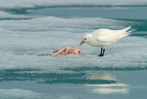 Ivory Gull