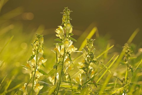 True toadflax