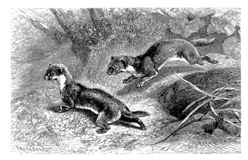 Mouse weasel