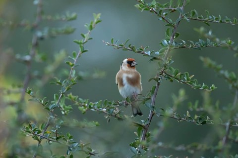 European goldfinch