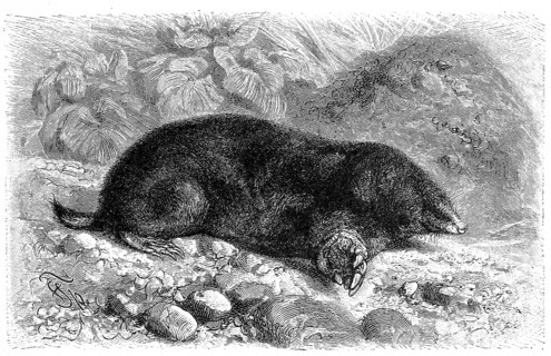 European mole