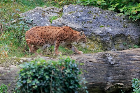 Carpathian lynx